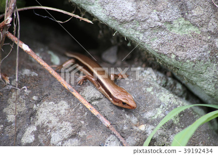 Higashi ni Hondo lizard 39192434