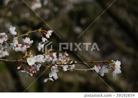 1803 Ajisai Park 1803 Ajisai Park 39192654