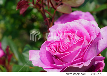 Rose red purple is beautiful Rose red purple is beautiful 39192710