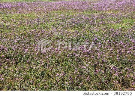 A group of Hotokenosa 39192790