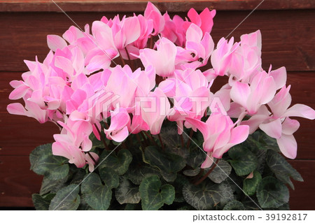 Cyclamen Cyclamen 39192817