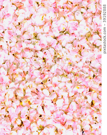 Cherry blossom-petal-carpet-pattern background-continuous pattern-real 3 Cherry blossom-petal-carpet-pattern background-continuous pattern-real 3 39192888