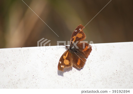 終身蝴蝶 終身蝴蝶 39192894