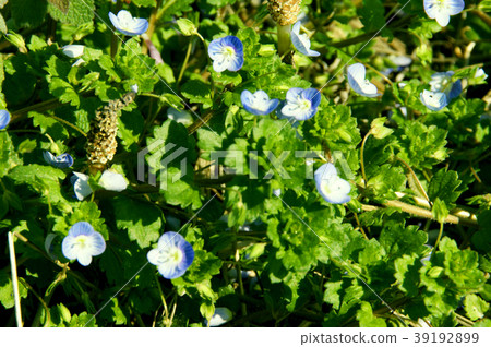 波斯Speedwell 39192899