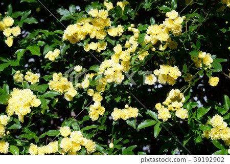 Yamaboki花 Yamaboki花 39192902