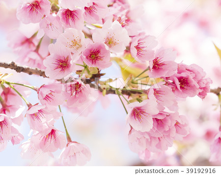 Sakura Up 39192916