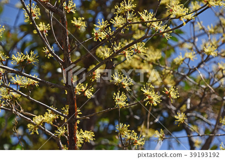 Sanshuyu (Yamushi) 39193192