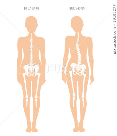 Body distortion comparison Woman - Stock Illustration [39193277] - PIXTA
