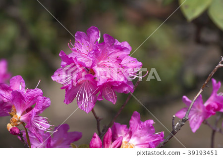 Azalea 39193451