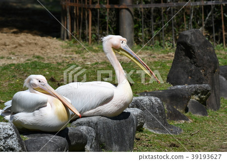 Pelicans and zoos Pelicans and zoos 39193627