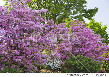 Azalea 39193841