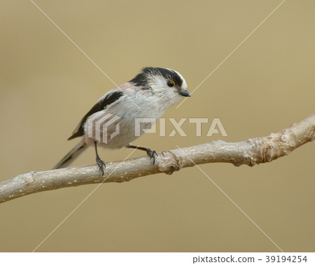 長尾山雀 長尾山雀 39194254