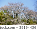 櫻花整個 39194436
