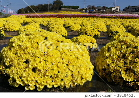 Kikumi's flower 39194523