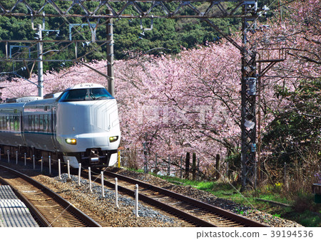 Yamanakakei Sakura Yamanakakei Sakura 39194536