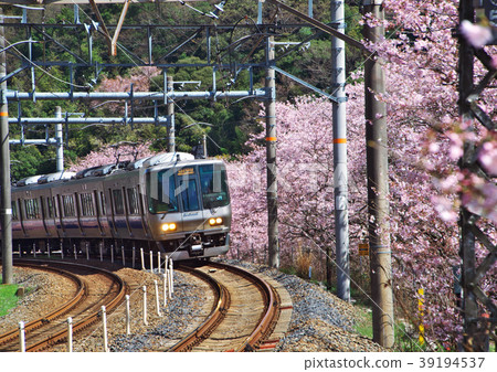Yamanakakei Sakura 39194537