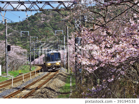 Yamanakakei Sakura Yamanakakei Sakura 39194538