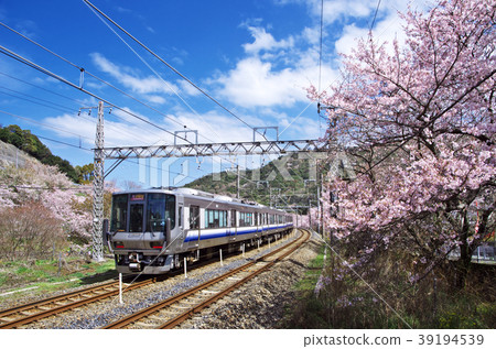 Yamanakakei Sakura 39194539