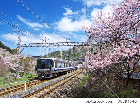 Yamanakakei Sakura Yamanakakei Sakura 39194540