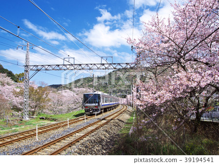 Yamanakakei Sakura Yamanakakei Sakura 39194541