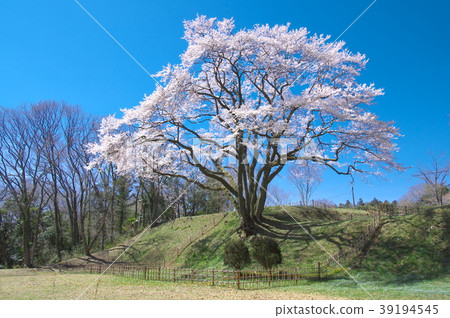One cherry tree - cherry tree of bowl shaped castle Edohigan One cherry tree - cherry tree of bowl shaped castle Edohigan 39194545