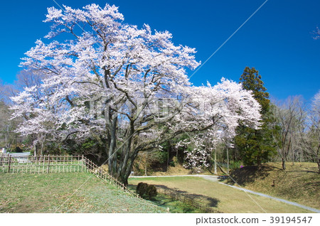 One cherry tree - cherry tree of bowl shaped castle Edohigan One cherry tree - cherry tree of bowl shaped castle Edohigan 39194547