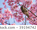 Cold sakura and brown eyedryhead 39194742