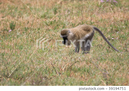 稀樹草原猴子 39194751