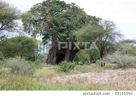 Tarangire National Park Tarangire National Park 39195092