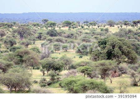 Tarangire National Park Tarangire National Park 39195094