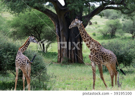 Tarangire National Park 39195100