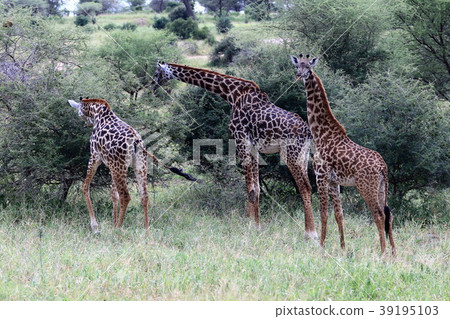 Tarangire National Park 39195103