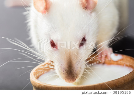 animal white rat eating 39195196