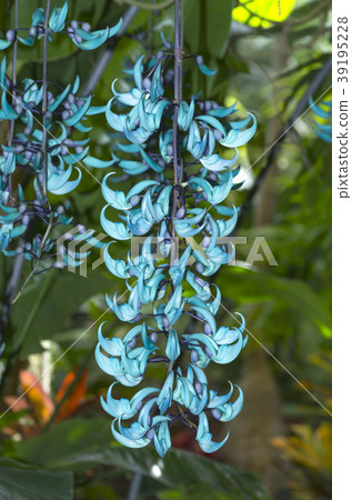 金銀花 金銀花 39195228