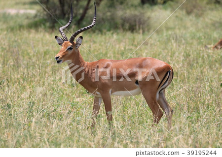 塔蘭吉雷國家公園 39195244