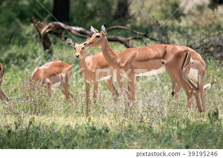 塔蘭吉雷國家公園 39195246