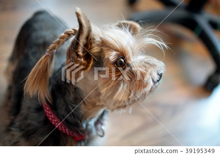 Yorkshire terrier hairs combed in braids, thor Yorkshire terrier hairs combed in braids, thor 39195349