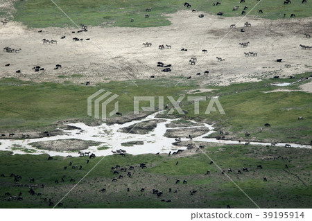 恩戈羅恩戈羅國家公園 恩戈羅恩戈羅國家公園 39195914