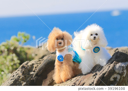 The sea and the dog 7 39196108