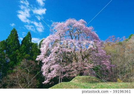 One cherry tree - Akiyama no koto cherry tree 39196361