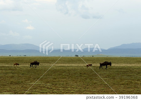 塞倫蓋蒂國家公園 39196368