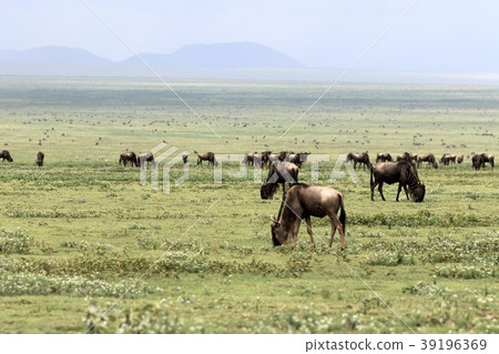 Serengeti National Park Serengeti National Park 39196369