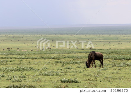 Serengeti National Park Serengeti National Park 39196370