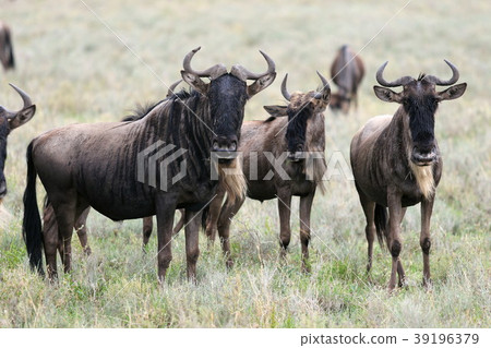 Serengeti National Park 39196379