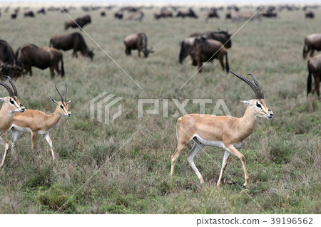 Serengeti National Park Serengeti National Park 39196562
