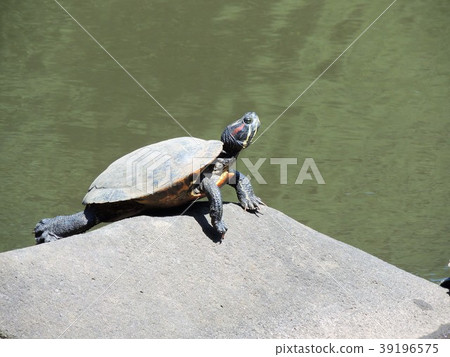 A sun-drenched shellfish with a missipsian turtle A sun-drenched shellfish with a missipsian turtle 39196575