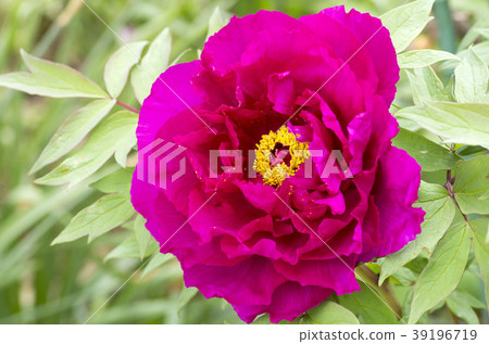 按鍵 按鍵 39196719