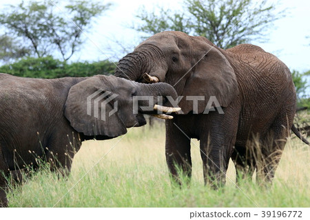 Serengeti National Park 39196772