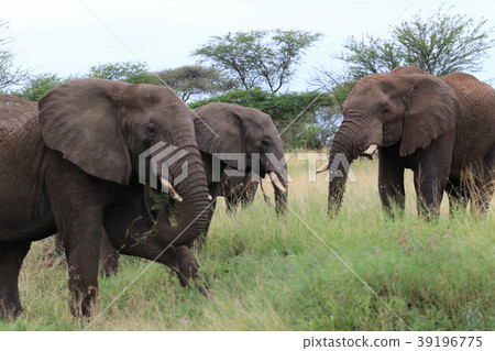 Serengeti National Park 39196775