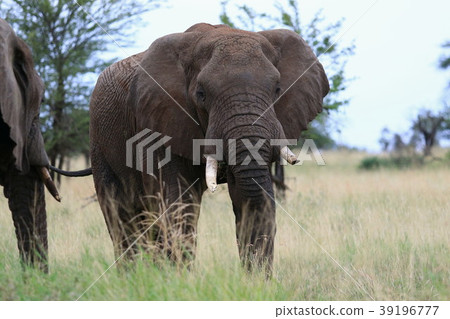 Serengeti National Park 39196777